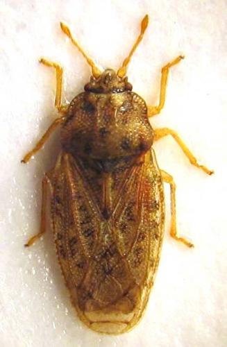 Réf. 76 655 : Piesma maculatum