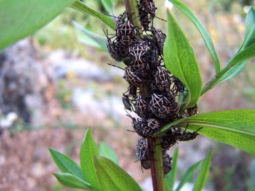 Codophila varia