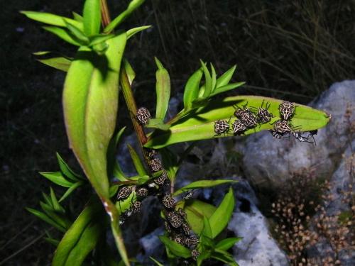Codophila varia