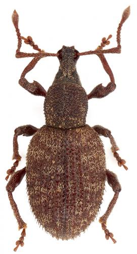 Réf. 76 789 : Otiorhynchus pusillus