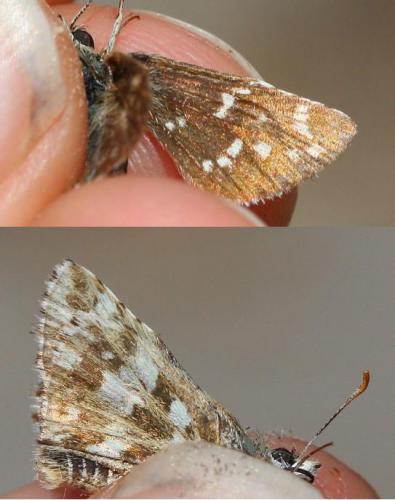 Pyrgus sp.