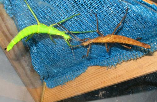 Réf. 76 298 : Rhaphiderus spiniger