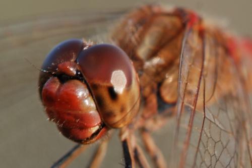 Sympetrum meridionale