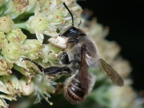 Réf. 76 271 : Megachile maritima
