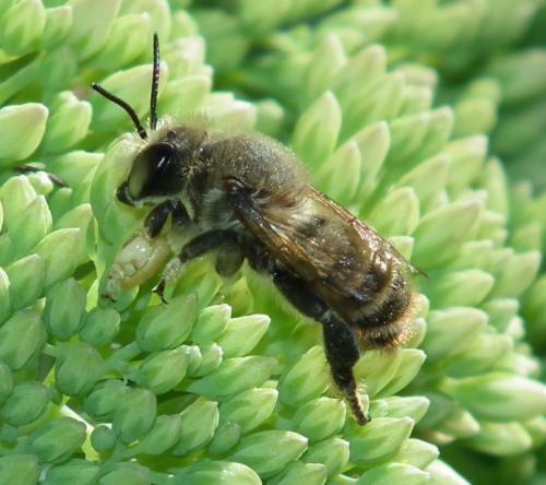 Megachile maritima