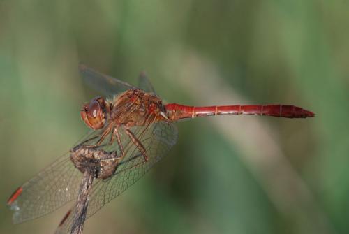 Réf. 76 282 : Sympetrum meridionale