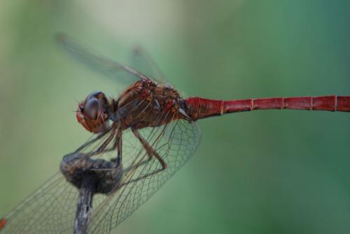 Sympetrum meridionale