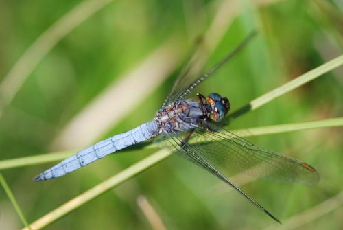 Réf. 76 307 : Orthetrum coerulescens