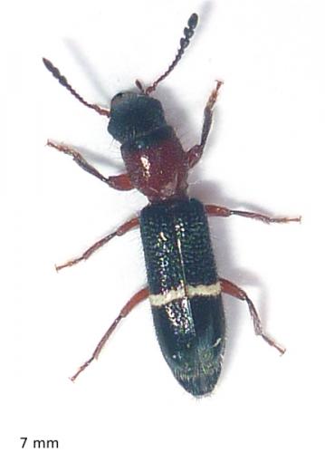 Réf. 76 179 : Paratillus carus