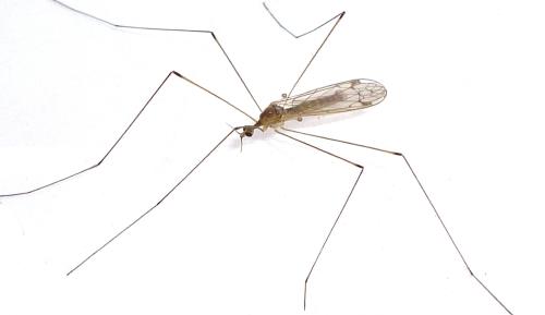 Réf. 76 382 : Dicranomyia sp.