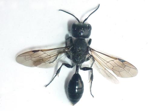 Pemphredon sp.
