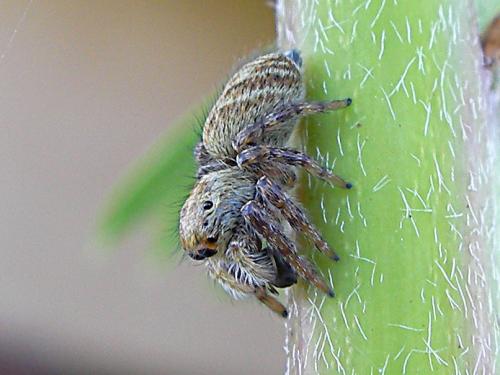 Carrhotus xanthogramma