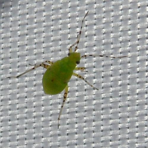 Liocoris tripustulatus