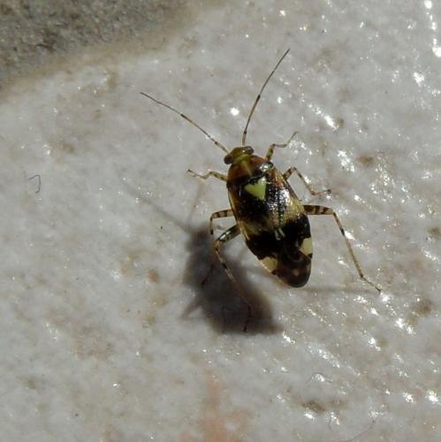 Liocoris tripustulatus