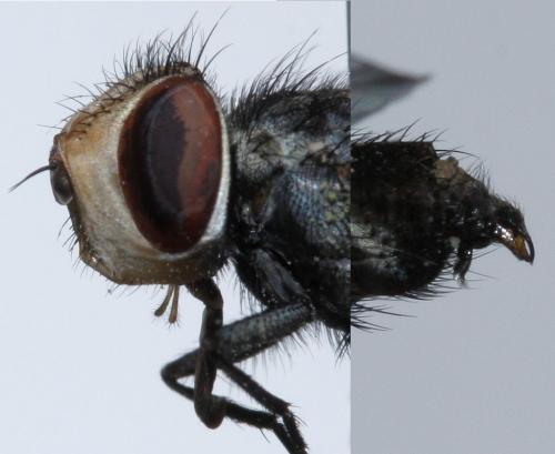 Miltogramma germari