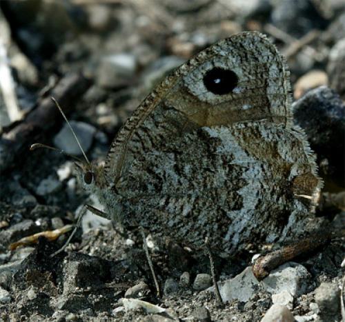 Réf. 76 278 : Satyrus actaea