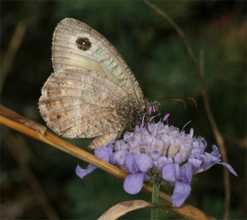Réf. 76 506 : Arethusana arethusa