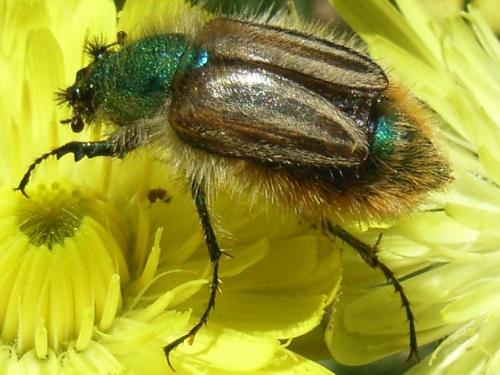 Eulasia pareyssei