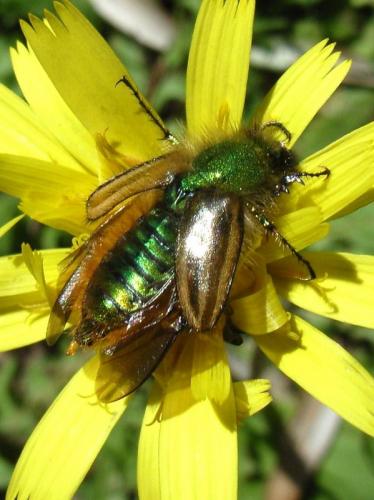 Eulasia pareyssei