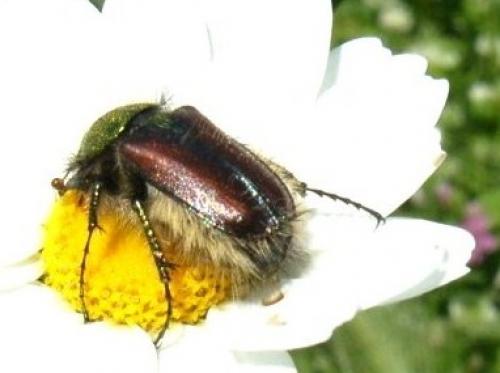 Réf. 76 290 : Pygopleurus sp.