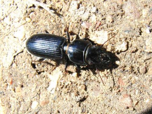 Scarites eurytus