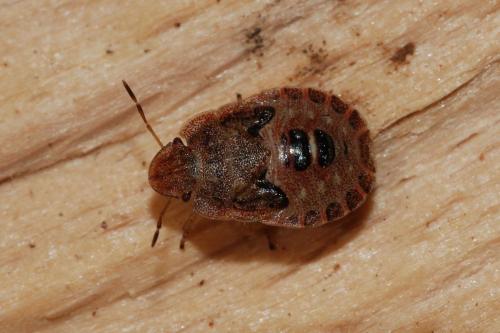 Sciocoris homalonotus
