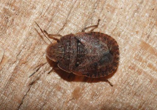 Réf. 76 806 : Sciocoris homalonotus