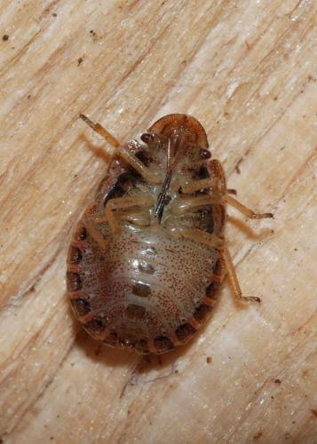 Sciocoris homalonotus
