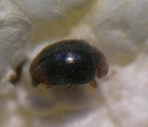 Scymnus ferrugatus
