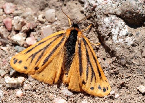 Réf. 76 409 : Setina aurita