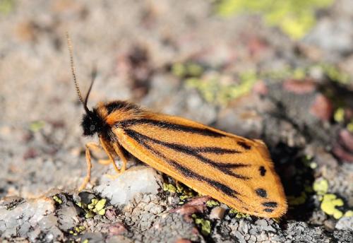 Réf. 76 410 : Setina aurita