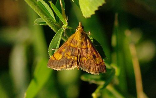 Réf. 76 547 : Pyrausta aurata