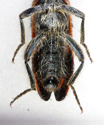 Trichodes sp.