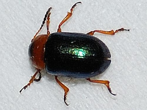 Réf. 76 426 : Gastrophysa polygoni