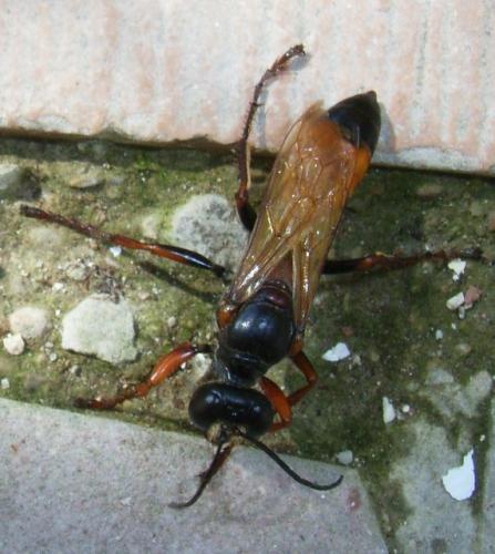 Sphex flavipennis