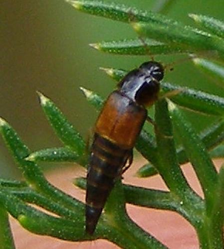 Tachyporus hypnorum