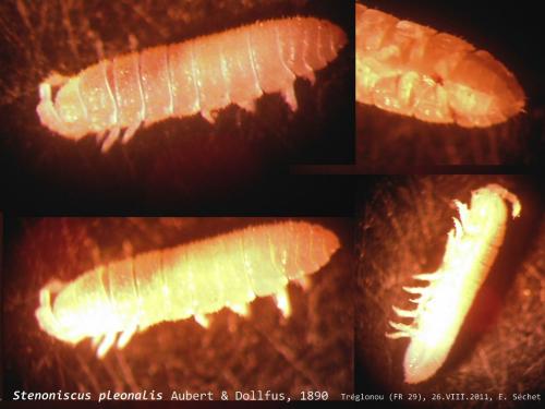 Stenoniscus pleonalis