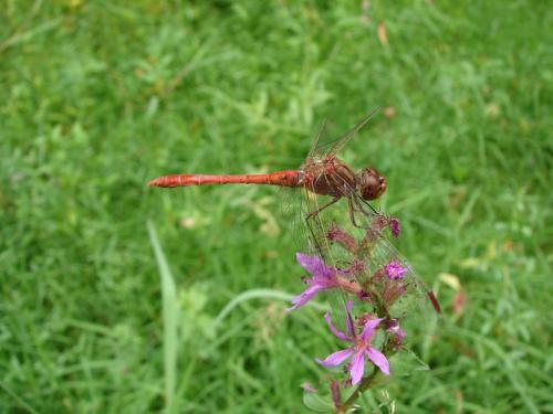 Réf. 76 776 : Sympetrum meridionale