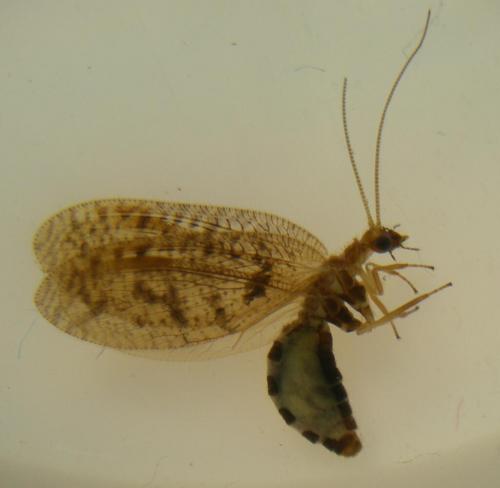 Hemerobius pini