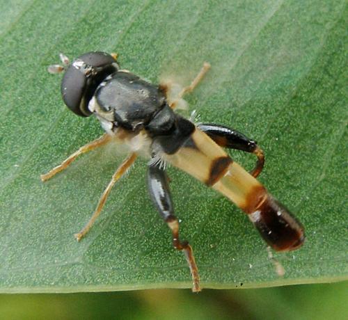 Syritta flaviventris
