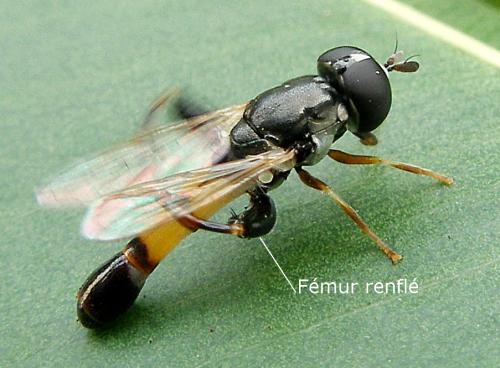 Réf. 76 912 : Syritta flaviventris