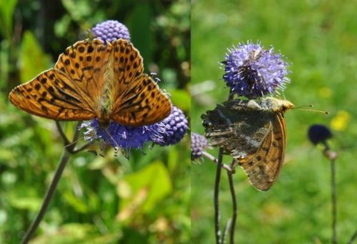 Argynnis paphia