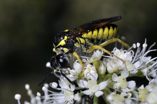 Tenthredo sp.