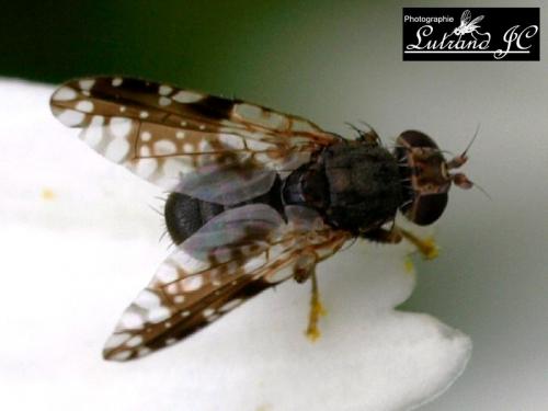 Réf. 76 642 : Tephritis neesii