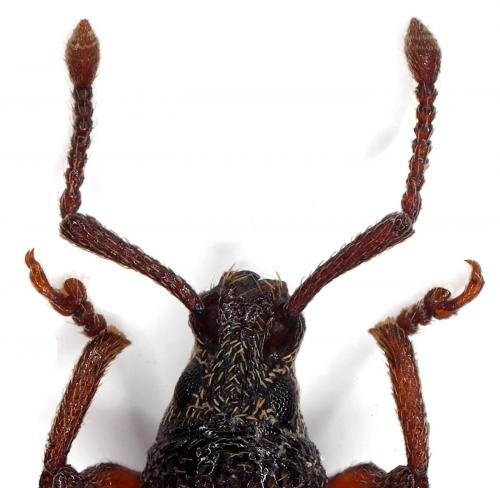 Réf. 76 697 : Otiorhynchus lutosus