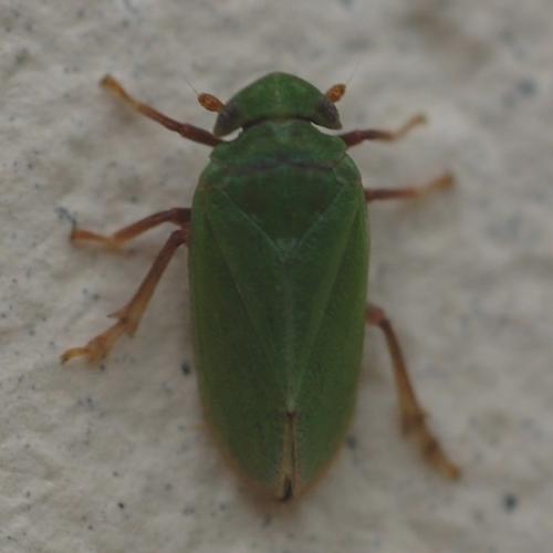 Tettigometra virescens