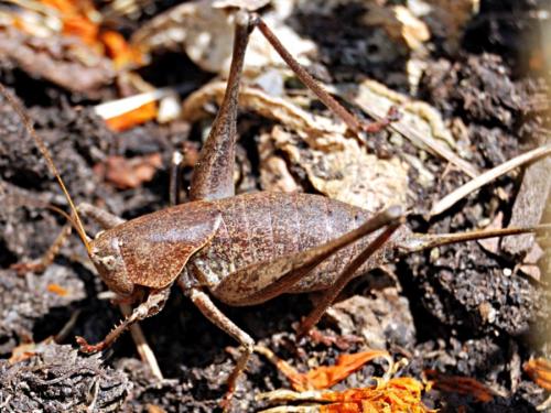 Réf. 76 496 : Thyreonotus corsicus corsicus