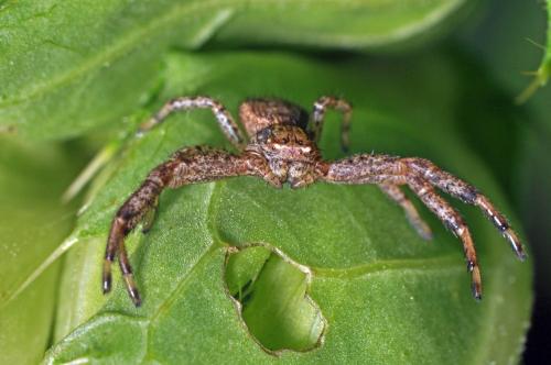 Xysticus sp.