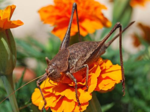 Réf. 76 548 : Thyreonotus corsicus corsicus
