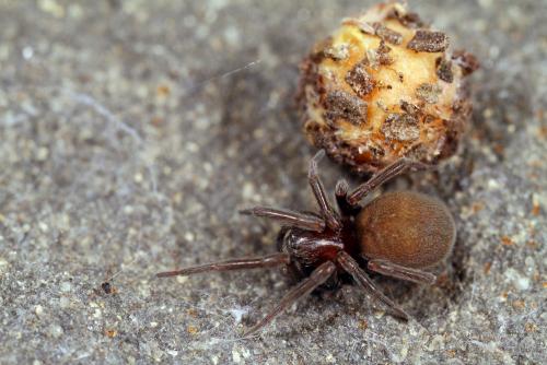 Réf. 76 270 : Titanoeca quadriguttata